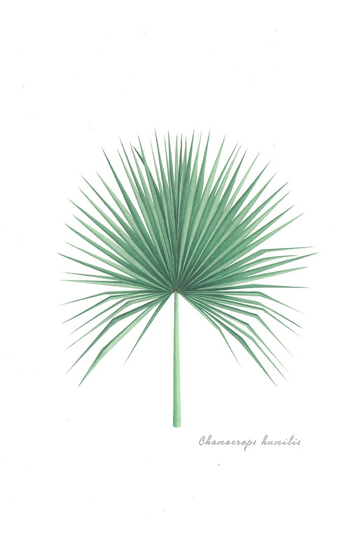 5e7bd9cb4aae5_ILUSTRACION PALMERA ENANA.jpg